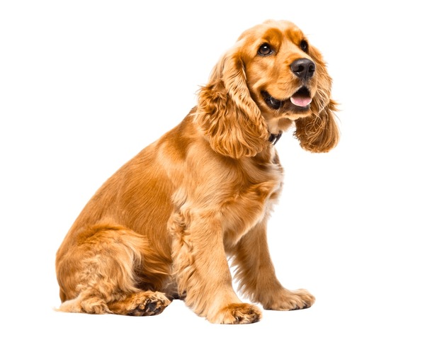 Cocker Spaniel
