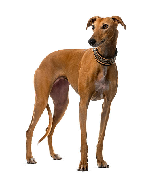 Galgo Español