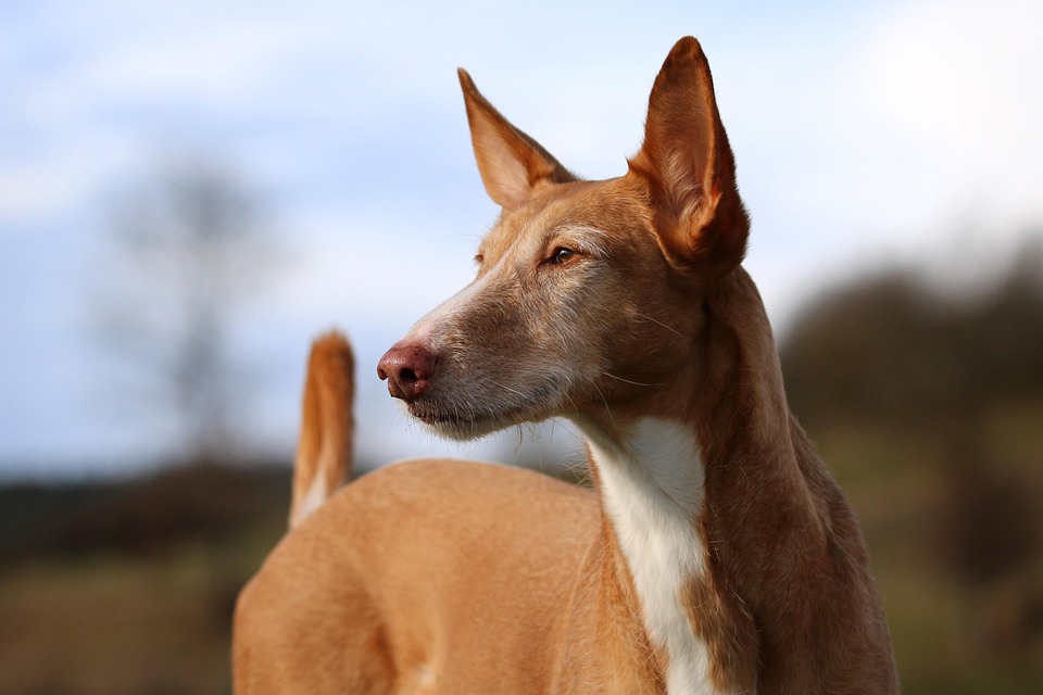 Podenco Andaluz