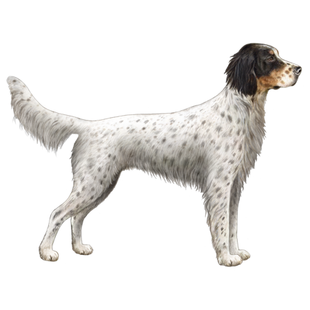 Setter Inglés