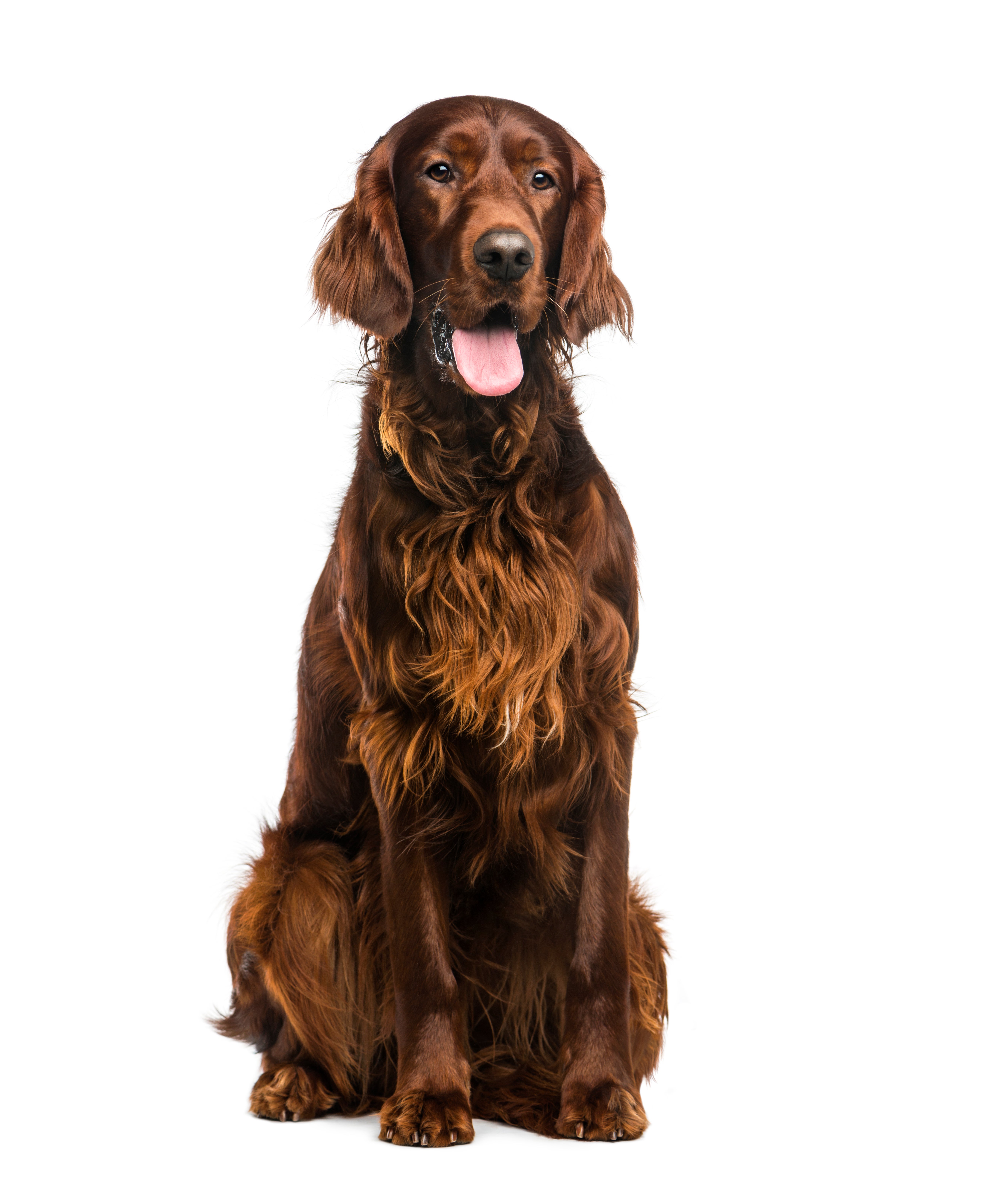 Setter Irlandés